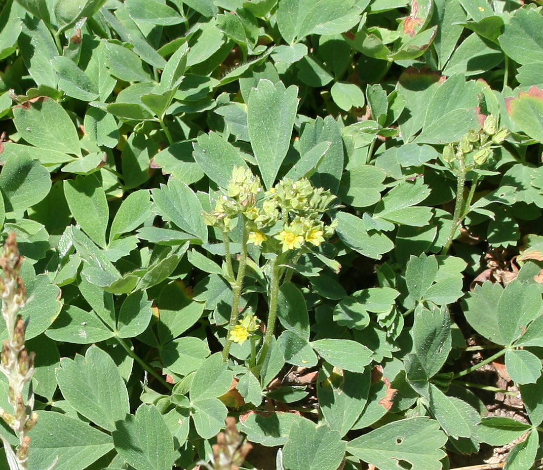 Image of Sibbaldia procumbens specimen.