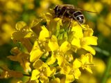 Image of taxon representative. Author is Владимир Иванов