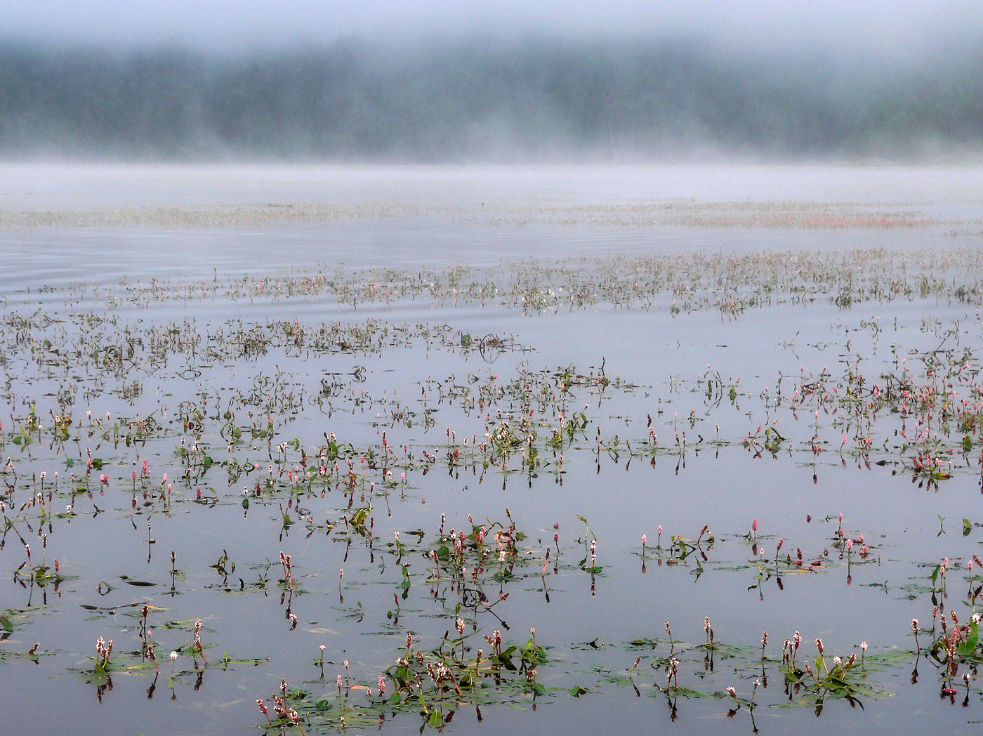 Изображение особи Persicaria amphibia.