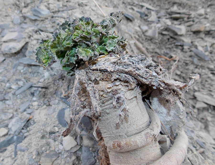 Image of Crambe koktebelica specimen.