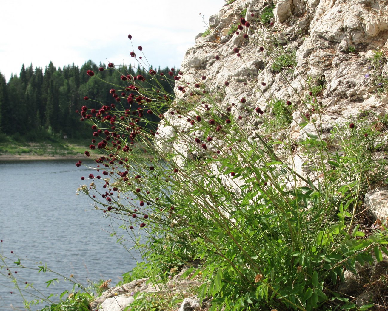 Image of Sanguisorba officinalis specimen.