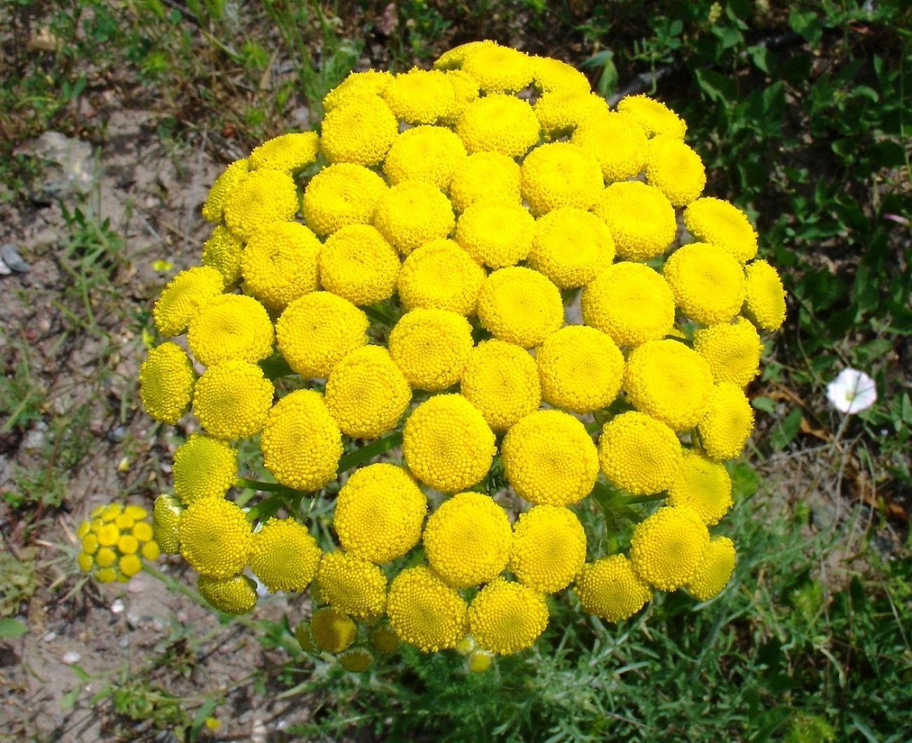 Изображение особи Pseudohandelia umbellifera.