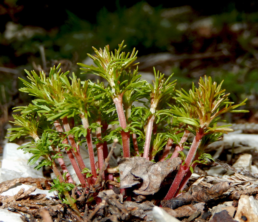 Image of Veronica filifolia specimen.