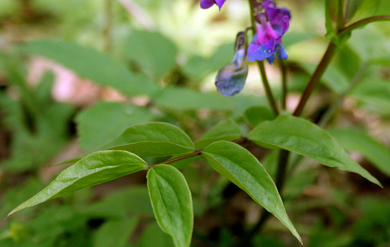 Image of Lathyrus vernus specimen.