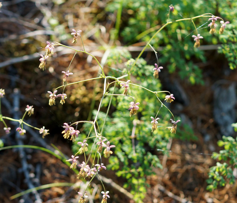 Изображение особи Thalictrum foetidum.