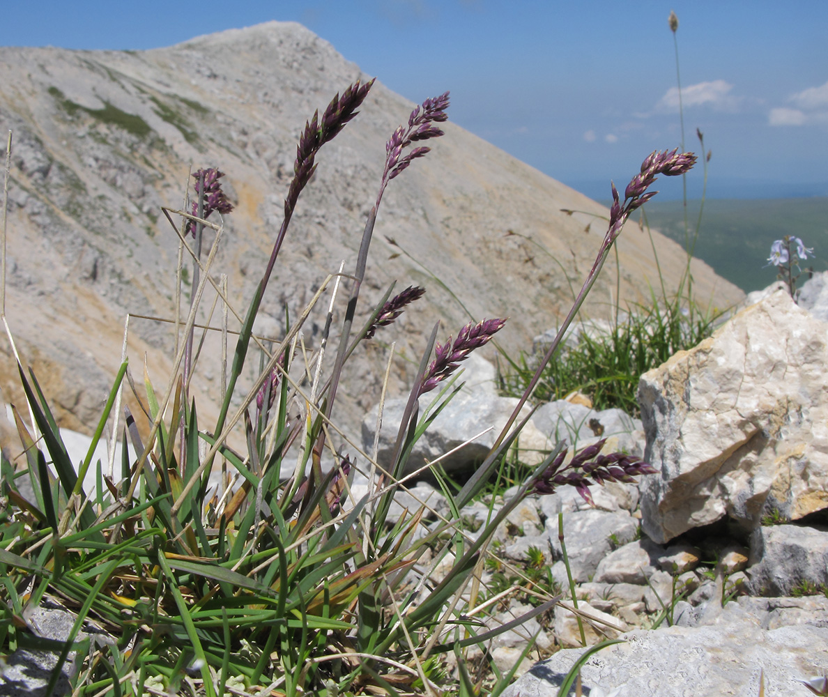 Image of Poa alpina specimen.