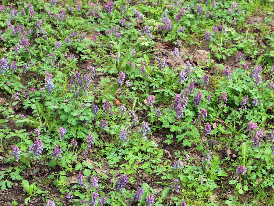 Изображение особи Corydalis solida.