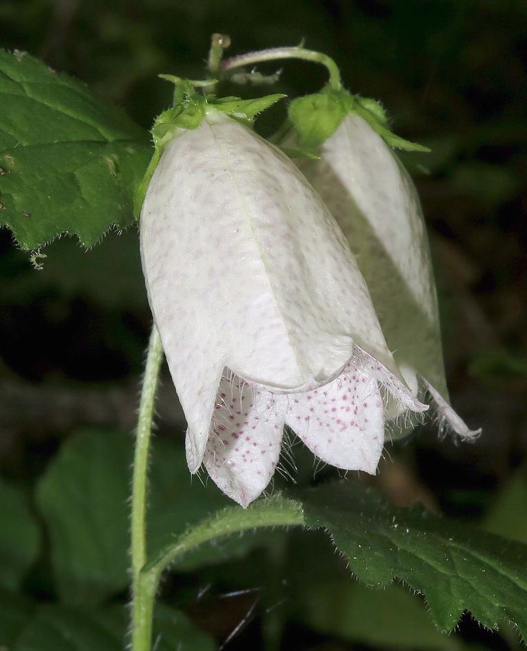 Изображение особи Campanula punctata.