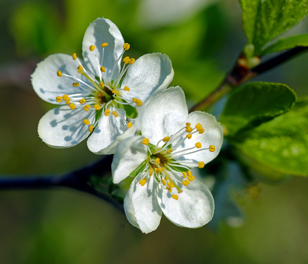 Изображение особи Prunus domestica.