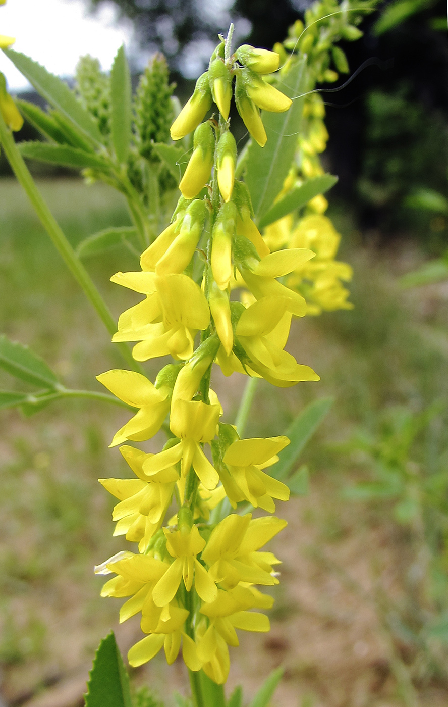 Изображение особи Melilotus altissimus.