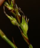 Carex tenuiformis