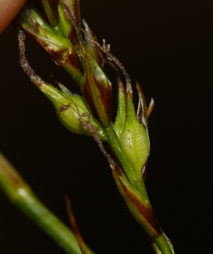 Image of Carex tenuiformis specimen.