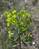 Euphorbia subtilis