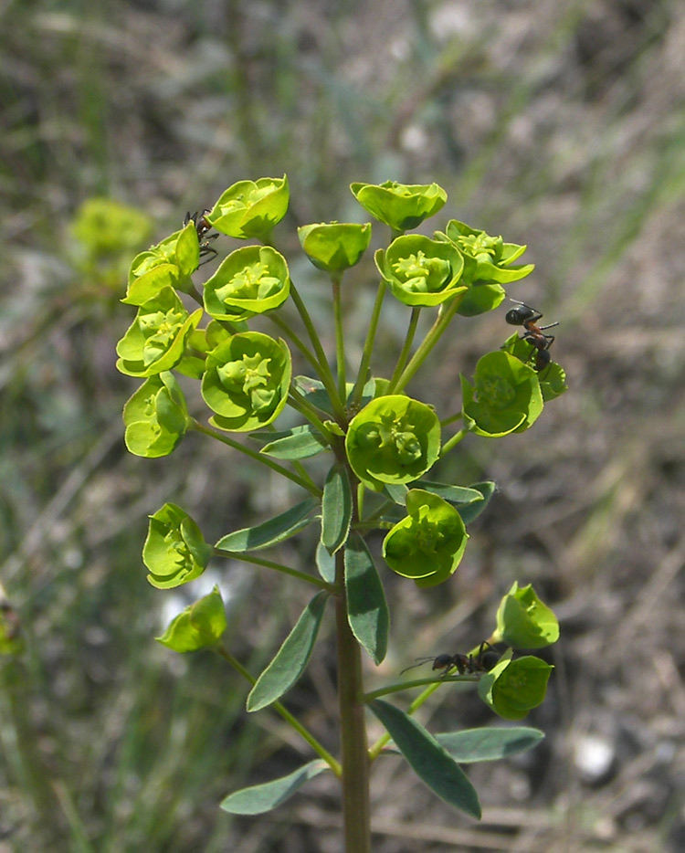 Изображение особи Euphorbia subtilis.