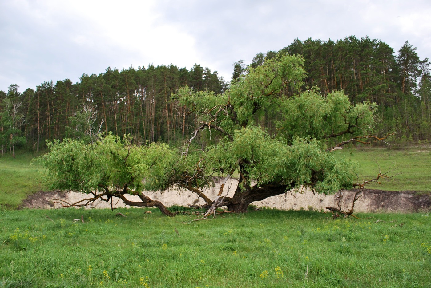 Изображение особи Salix &times; fragilis.