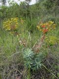 Euphorbia nicaeensis