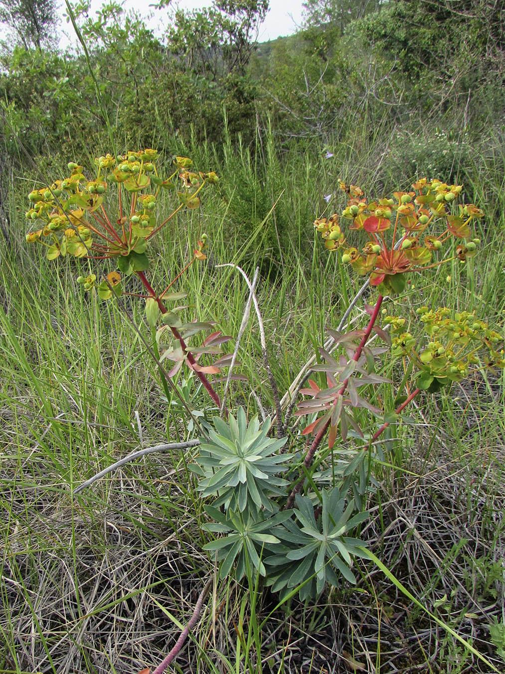 Image of Euphorbia nicaeensis specimen.