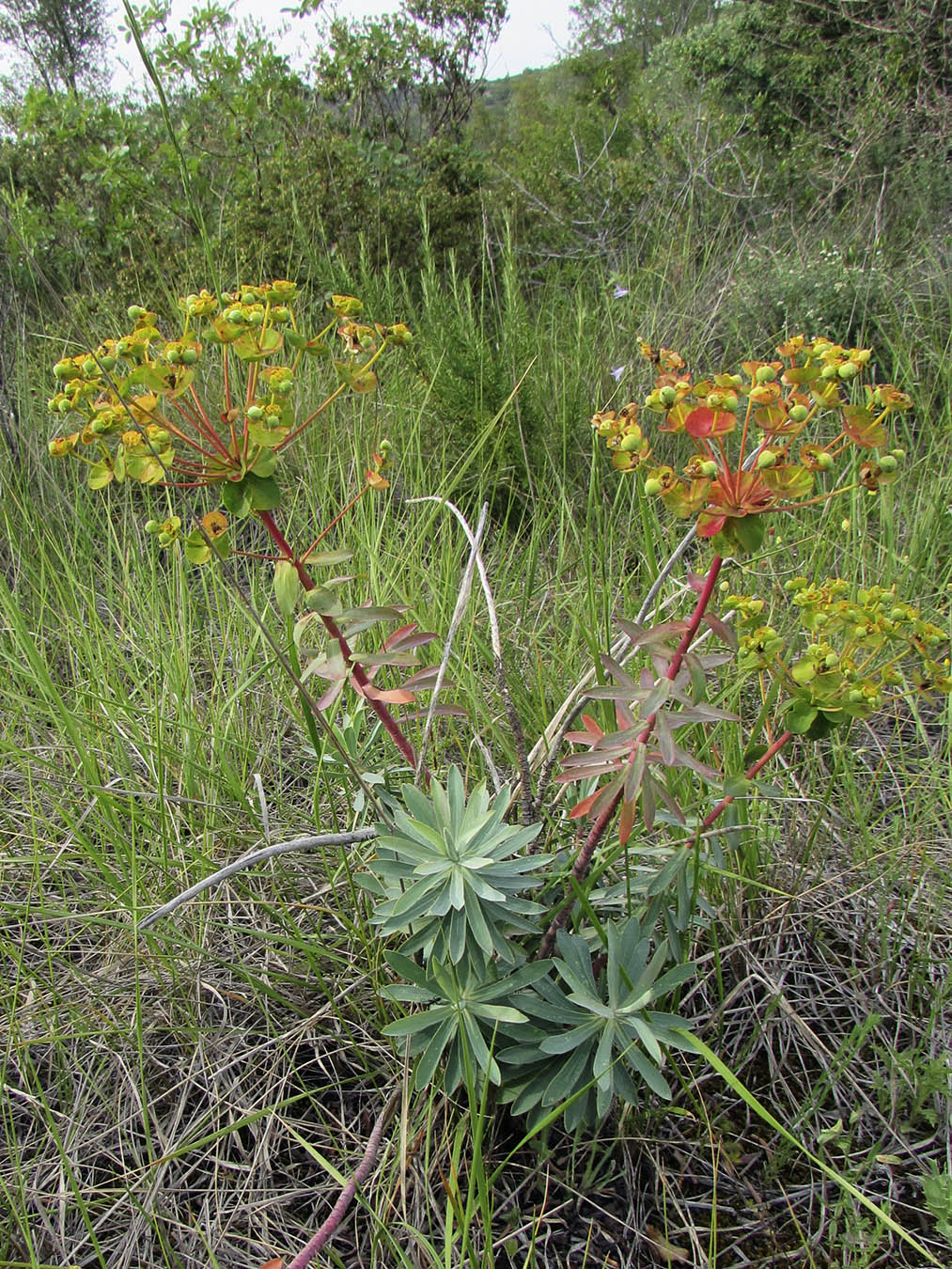 Изображение особи Euphorbia nicaeensis.