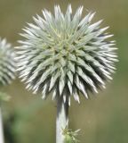 Echinops albidus