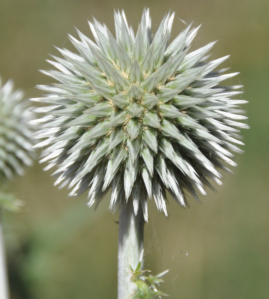 Изображение особи Echinops albidus.