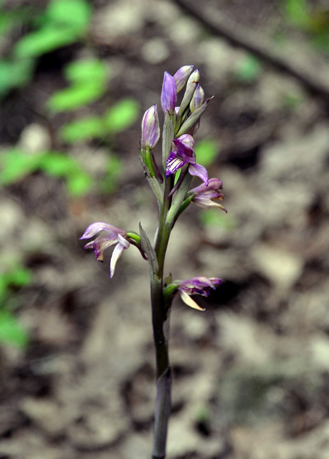 Image of Limodorum abortivum specimen.