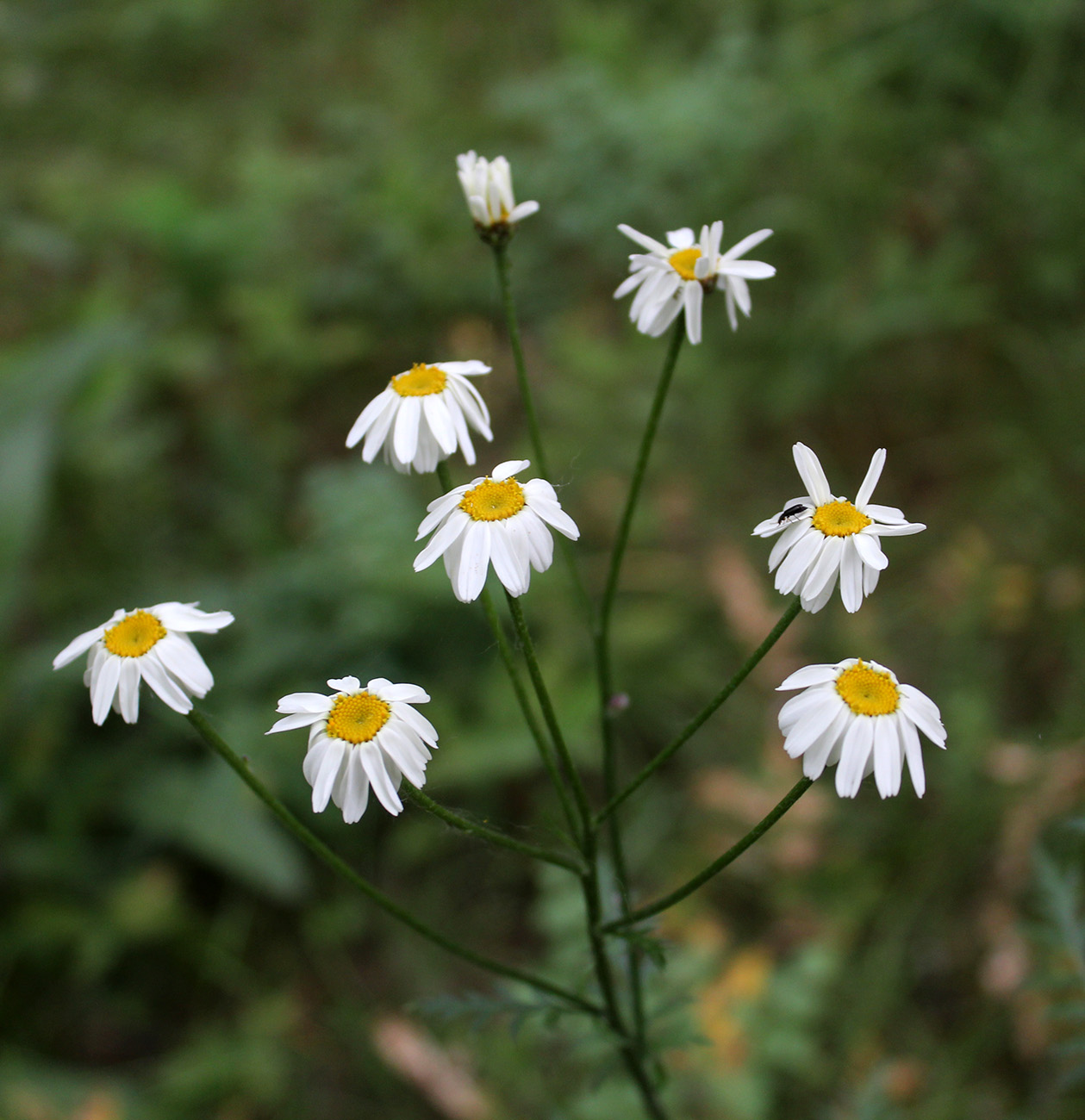 Image of Pyrethrum corymbosum specimen.