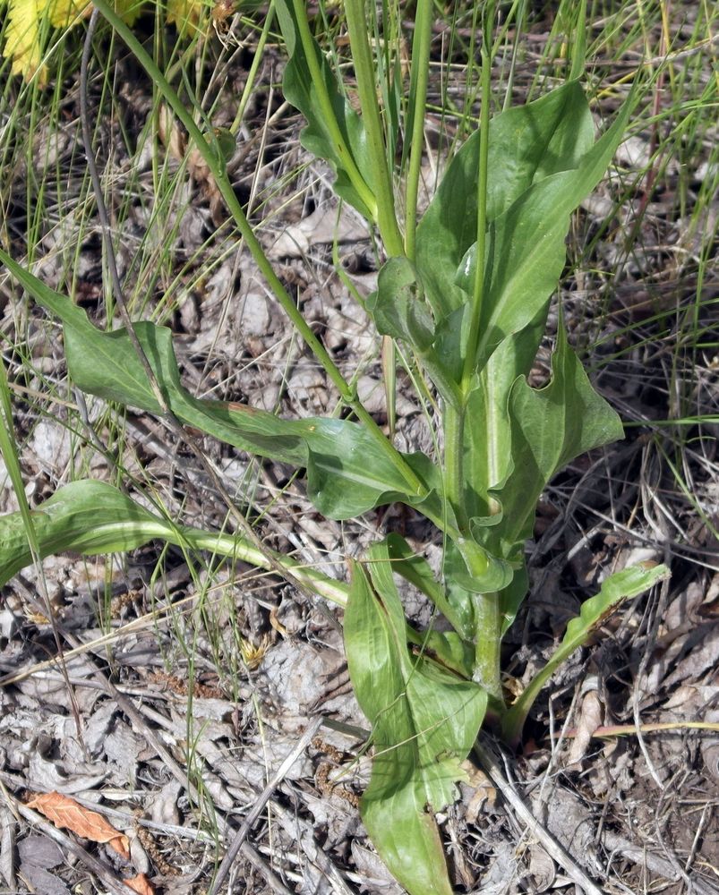 Image of Scorzonera taurica specimen.