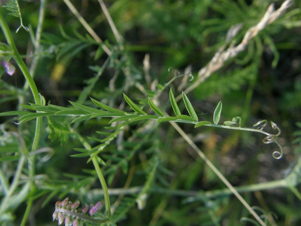 Изображение особи Vicia cracca.