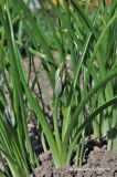 Ornithogalum nutans