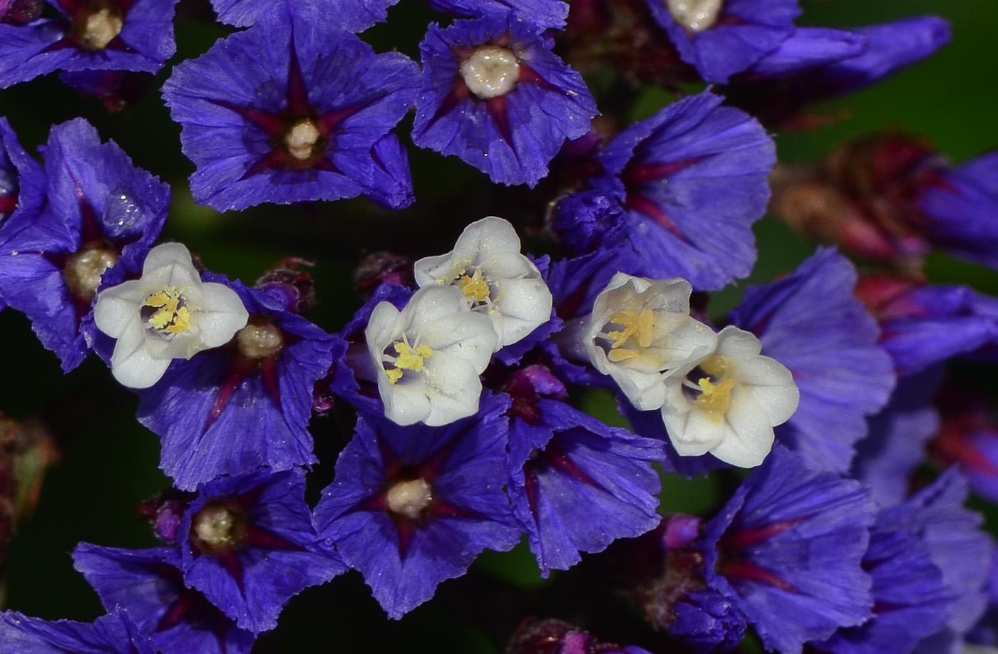 Изображение особи Limonium perezii.