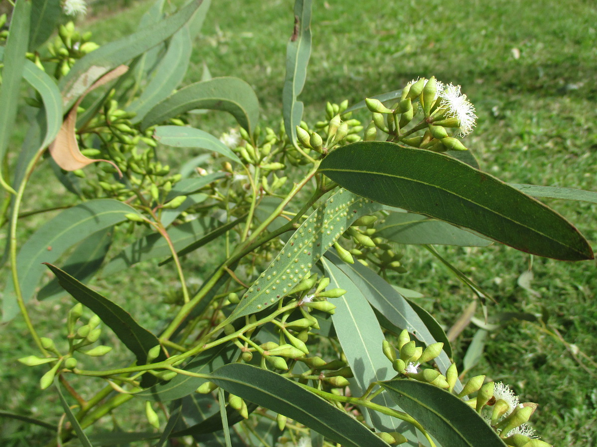 Изображение особи Eucalyptus siderophloia.