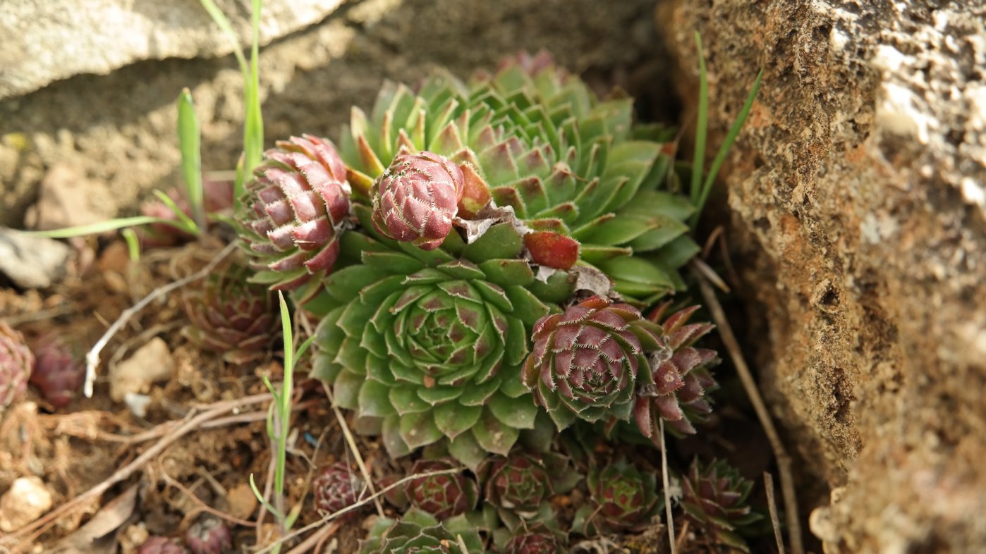 Изображение особи Jovibarba globifera.