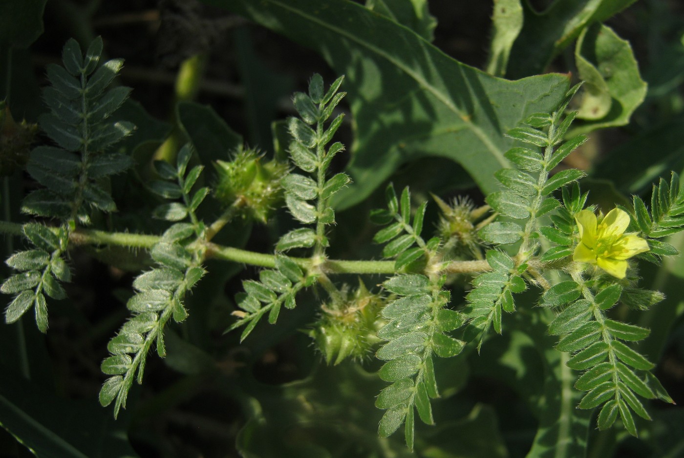 Изображение особи Tribulus terrestris.