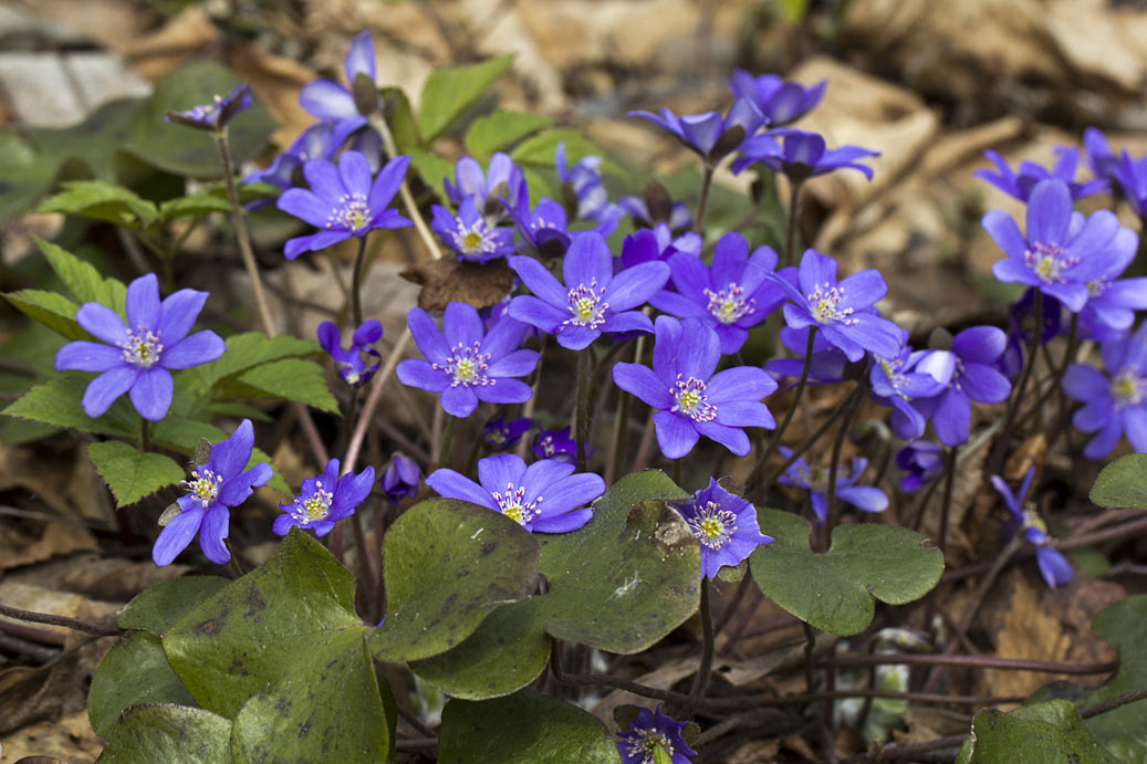 Изображение особи Hepatica nobilis.