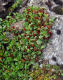 Salix herbacea. Плодоносящее растение. Исландия, национальный парк Ландманналаугар, каменистый склон. 02.08.2016.