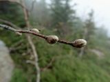 Betula lanata. Верхушка побега. Приморье, Шкотовский р-н, окр. с. Анисимовка, хребет Ливадийский, гора Литовка, 1279 м н.у.м., на вершине каменной гряды. 24.09.2016.