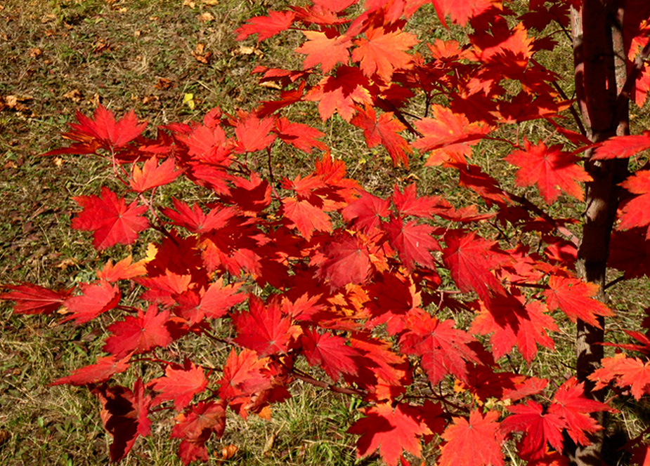 Image of Acer pseudosieboldianum specimen.