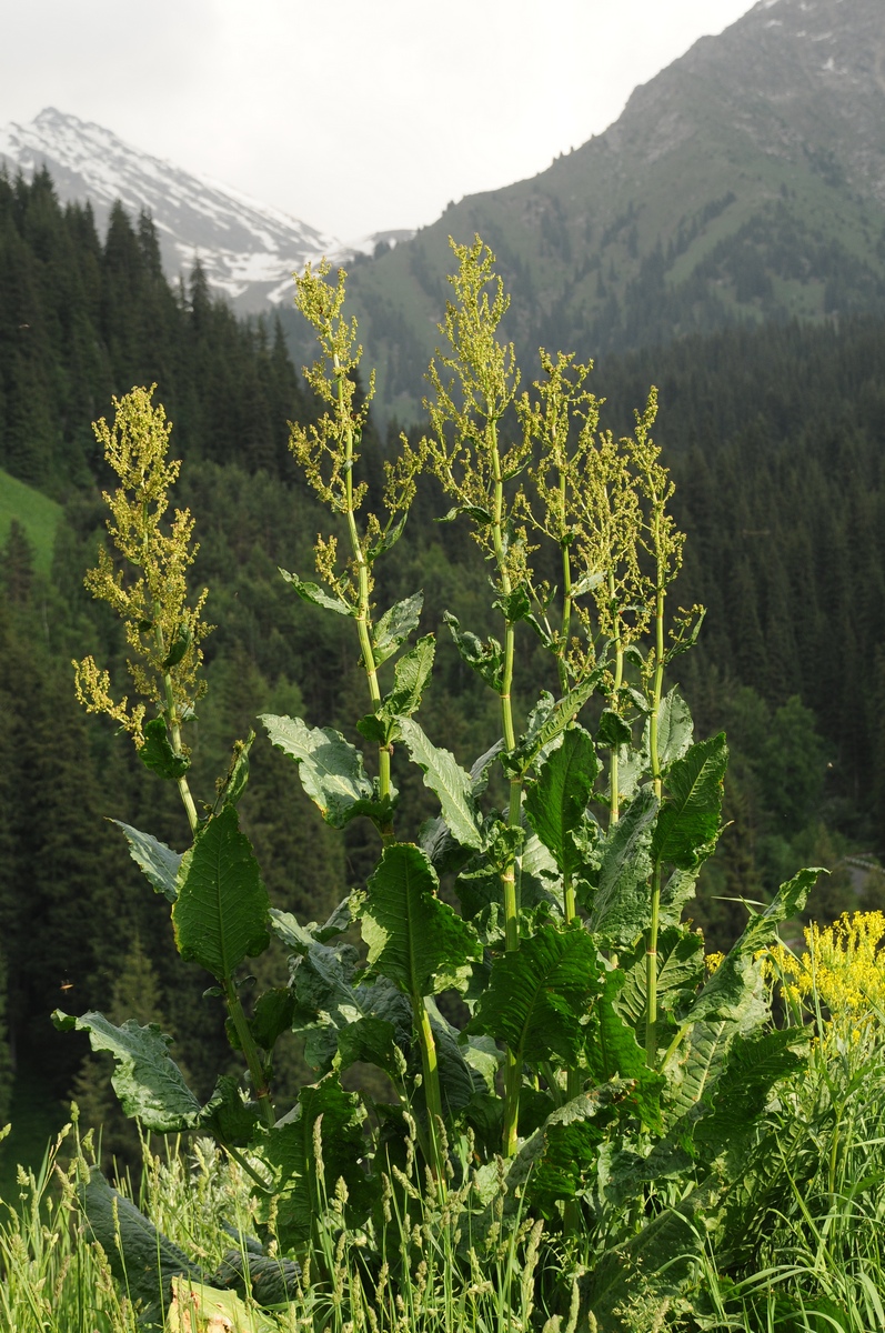 Изображение особи Rumex tianschanicus.