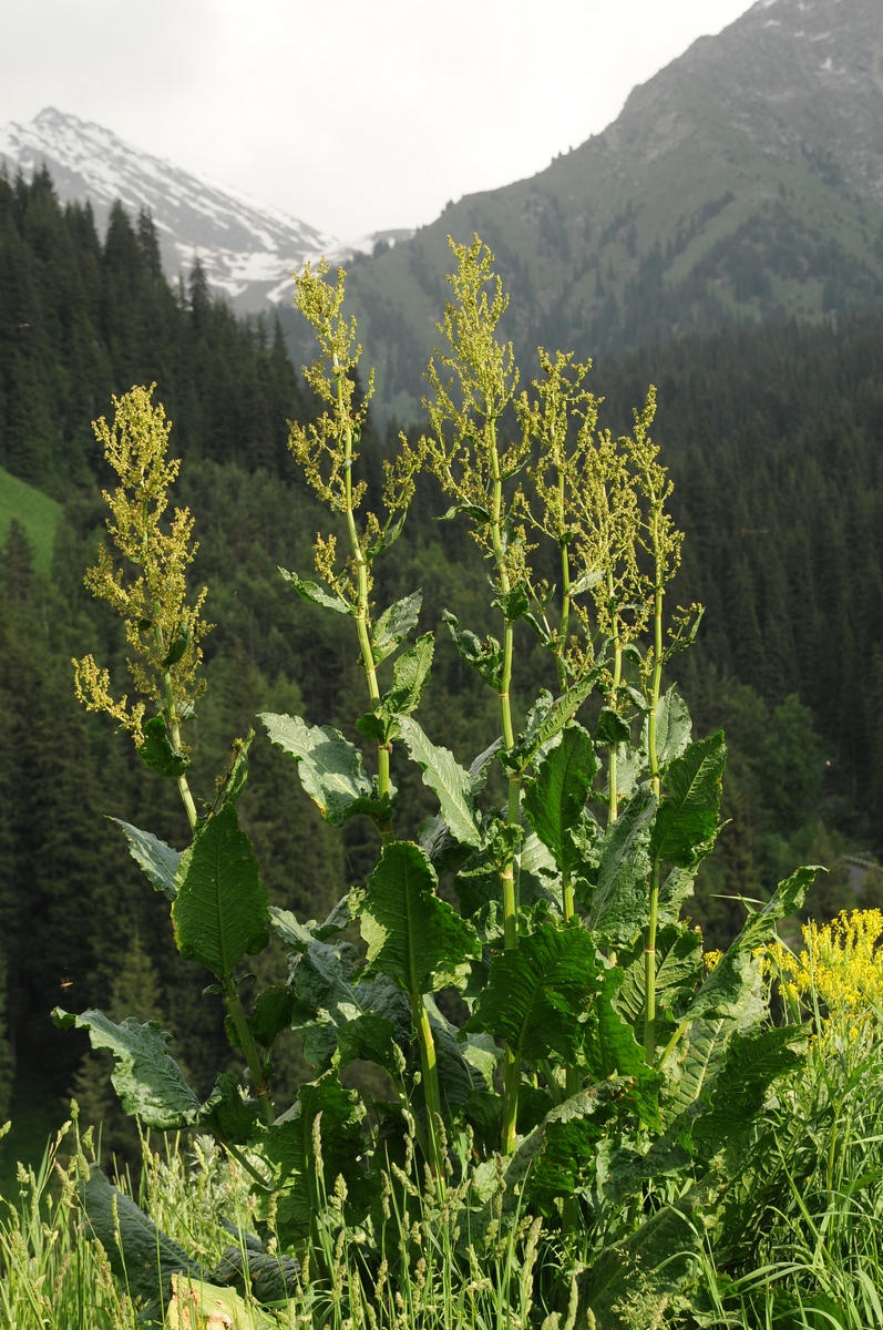 Image of Rumex tianschanicus specimen.