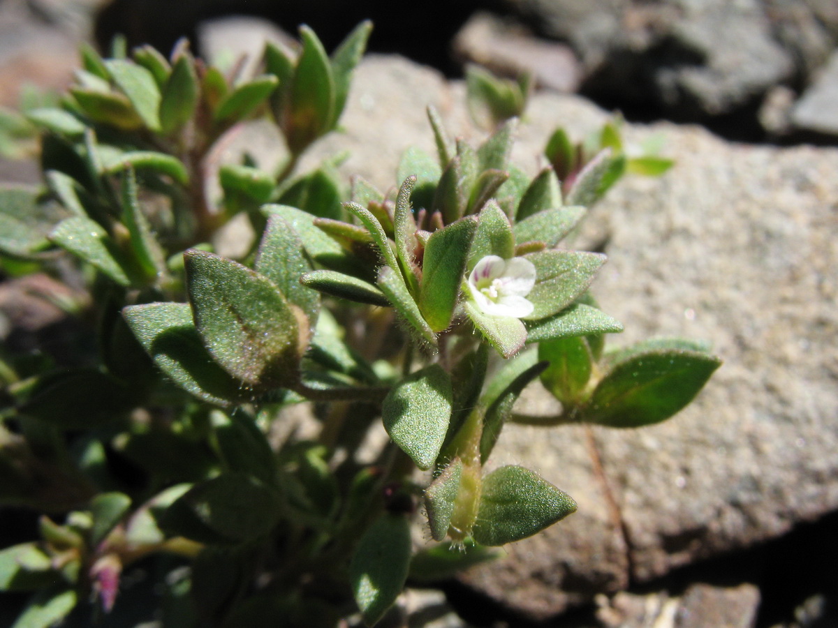 Image of Veronica ferganica specimen.