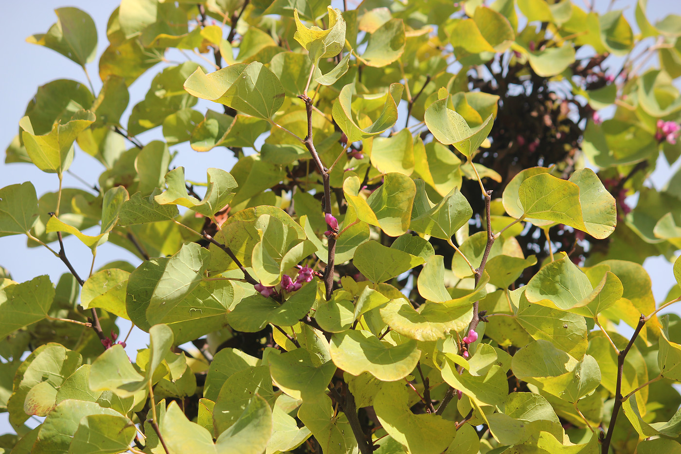 Image of Cercis siliquastrum specimen.