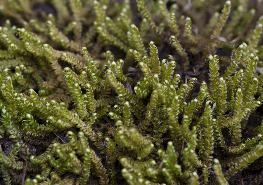 Image of Calliergonella lindbergii specimen.