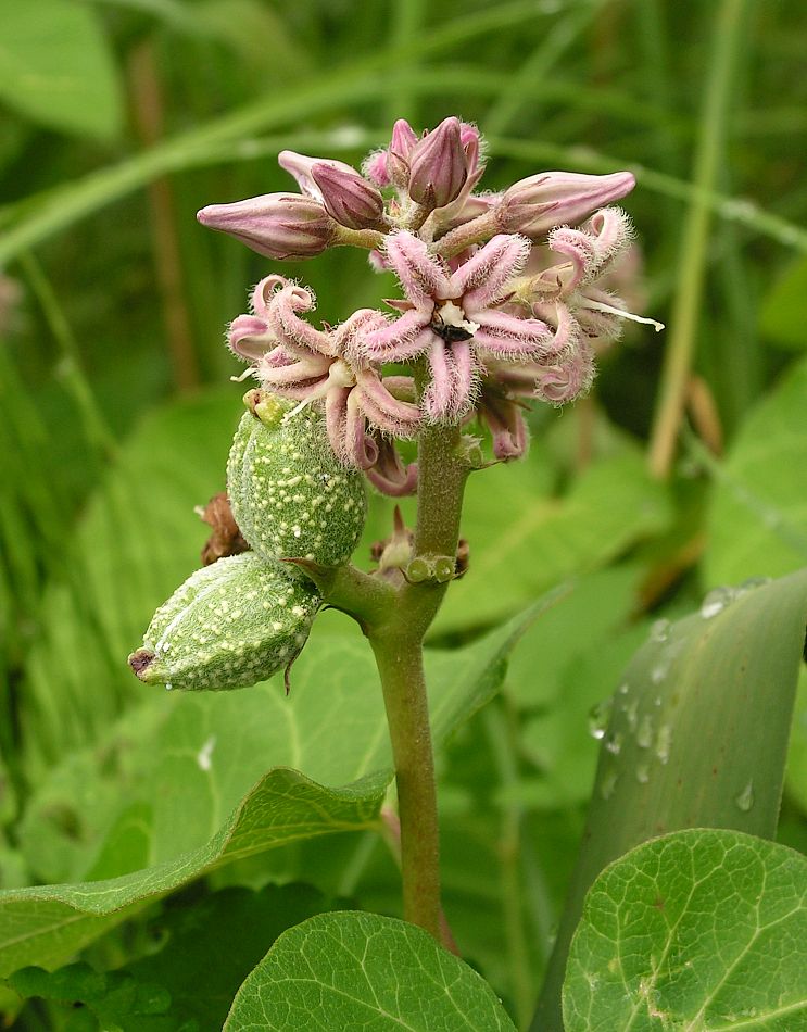 Image of Metaplexis japonica specimen.