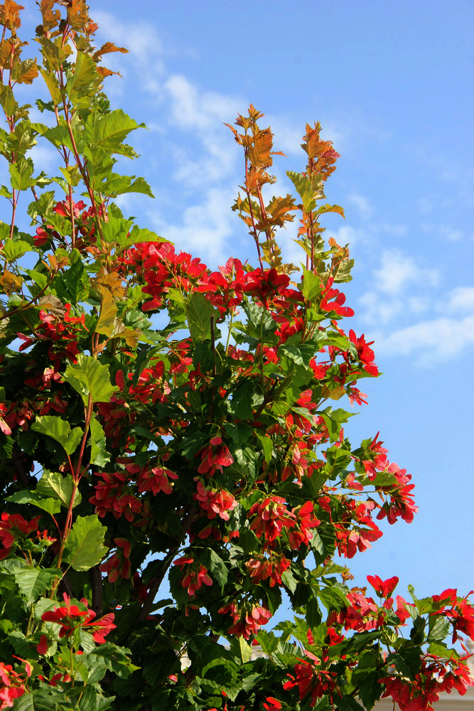 Image of Acer tataricum specimen.