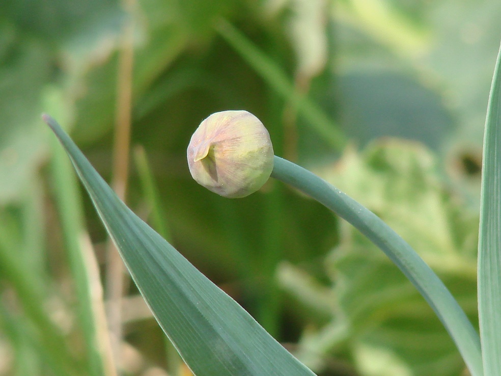 Изображение особи Allium obliquum.