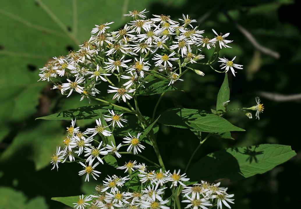 Изображение особи Aster glehnii.