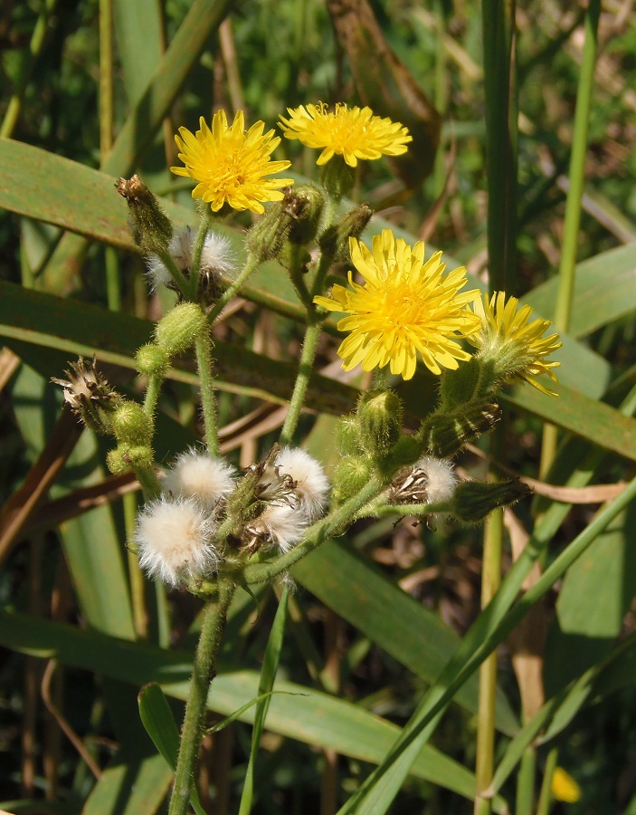 Изображение особи Sonchus palustris.