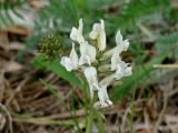 Oxytropis strobilacea. Соцветие. Иркутская обл., Шелеховский р-н, окр. с. Моты, склон горы Домашняя. 25.05.2016.