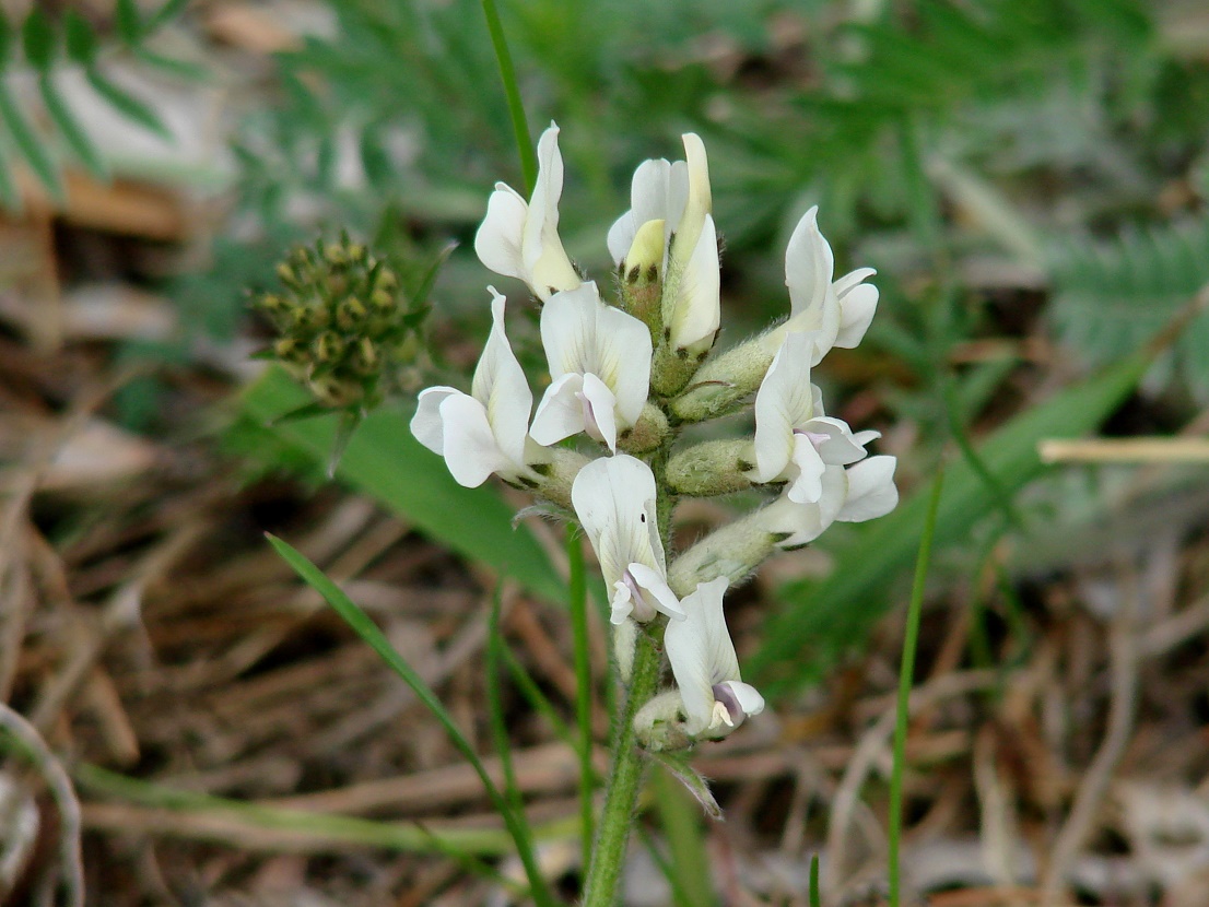 Изображение особи Oxytropis strobilacea.