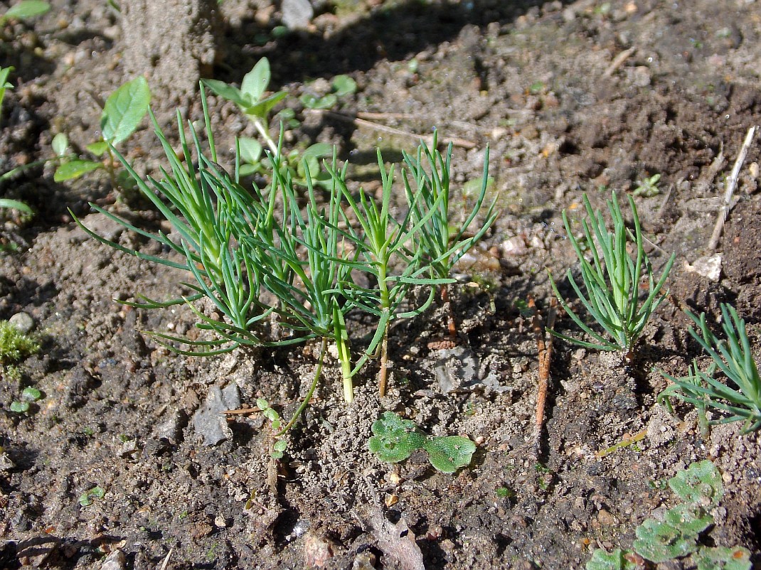 Изображение особи Pinus uncinata.